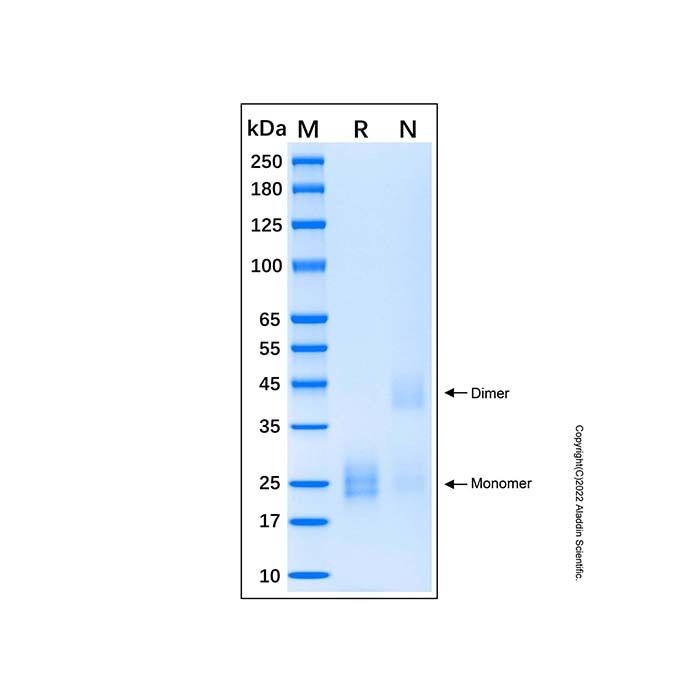 Recombinant Human IL-17E Protein