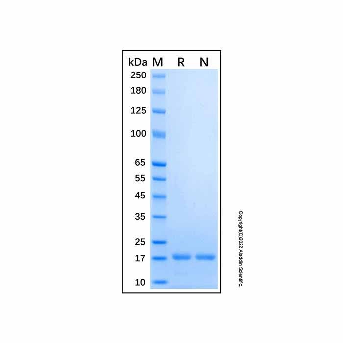 Recombinant Human Glukagon Protein