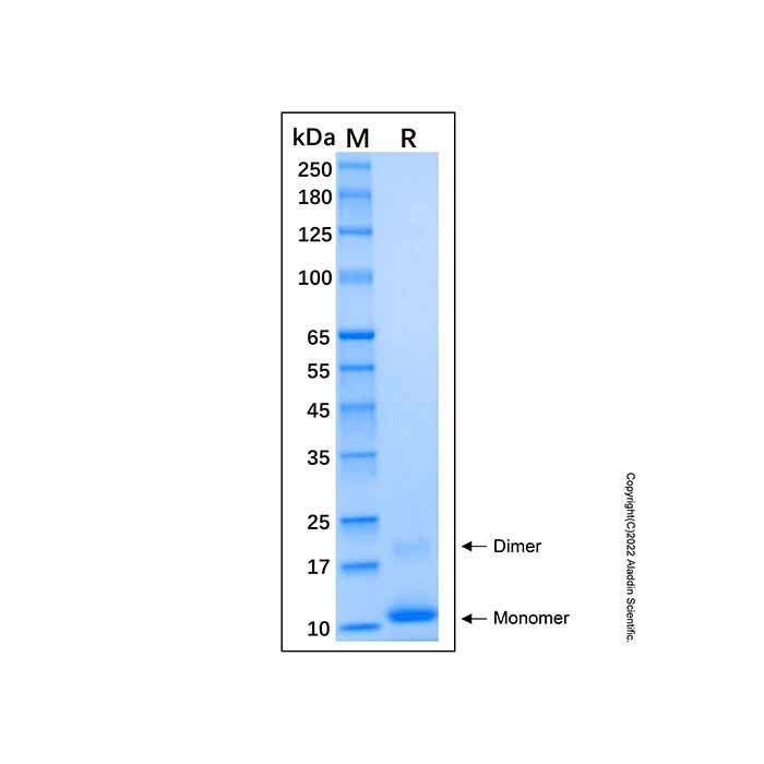 Recombinant Human Proinsulin Protein