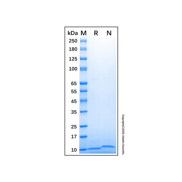 Recombinant Human CCL17/TARC Protein