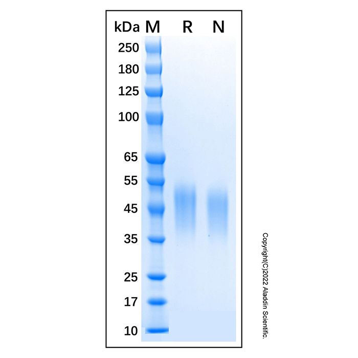 Recombinant Canine CD16 Protein