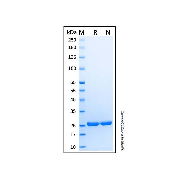 Recombinant Human NEDD8 Protein