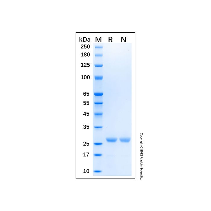 Recombinant Human UCH-L3 Protein