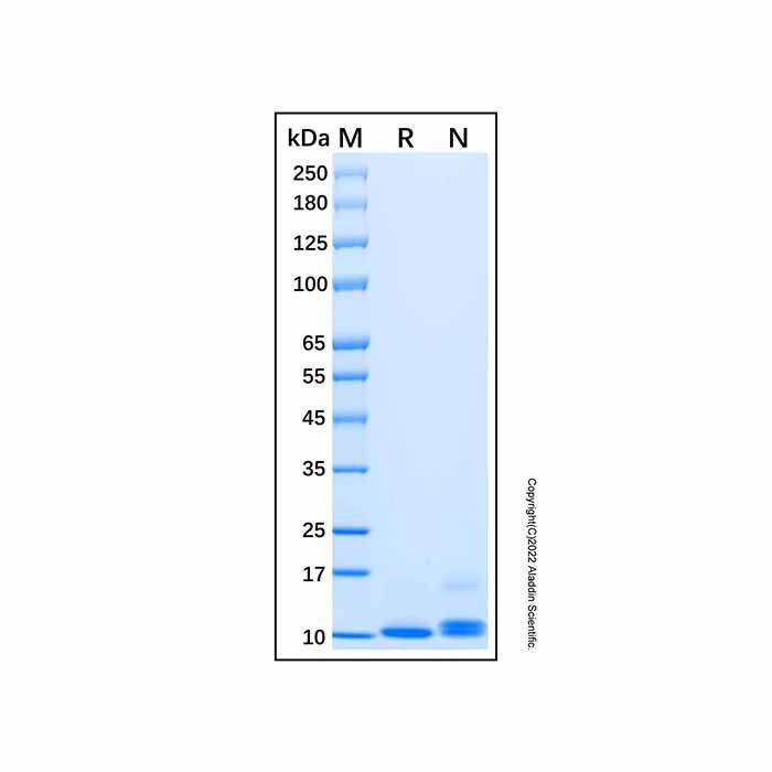 Recombinant Human CXCL2/GRO beta Protein