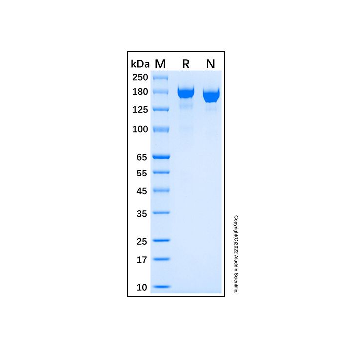 Recombinant Human MMR/CD206 Protein