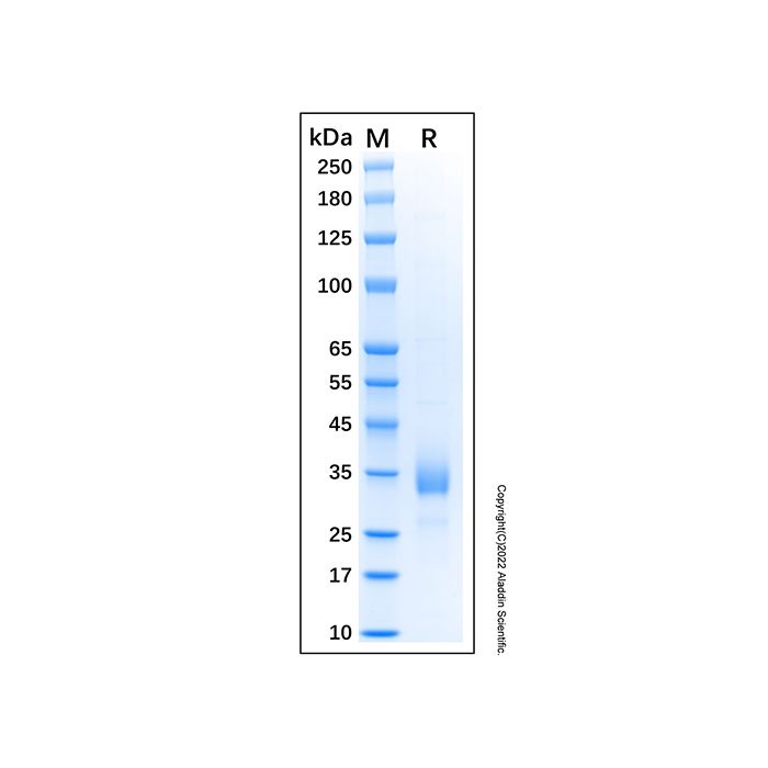 Recombinant Human CD72 Protein