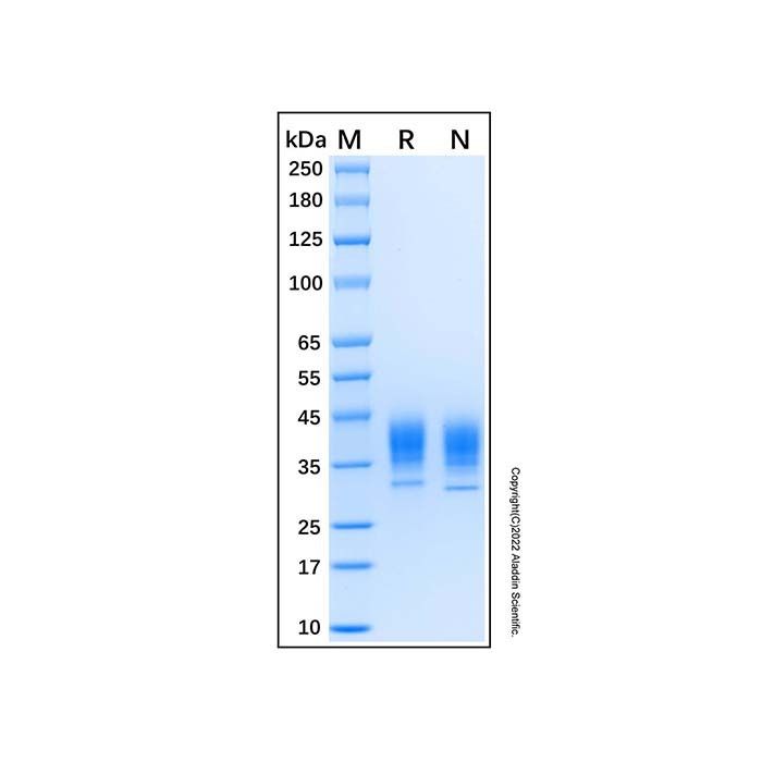 Recombinant Human Coagulation Factor III/Tissue Factor Protein