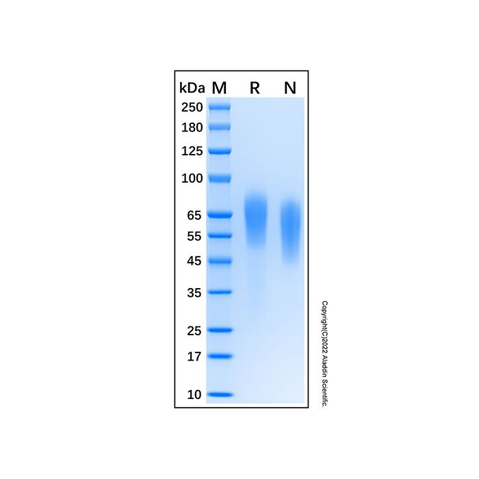 Recombinant Human TrkB Protein