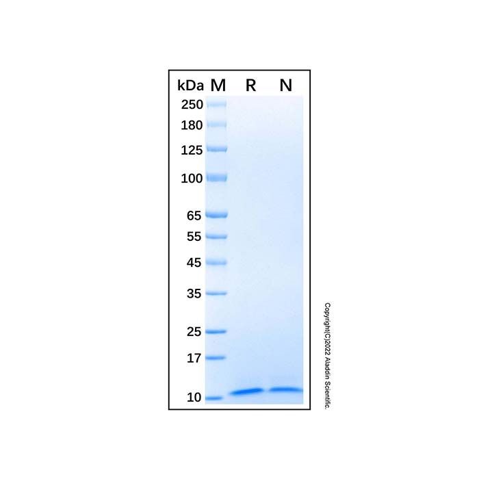 Recombinant Human Complement Component C3a Protein