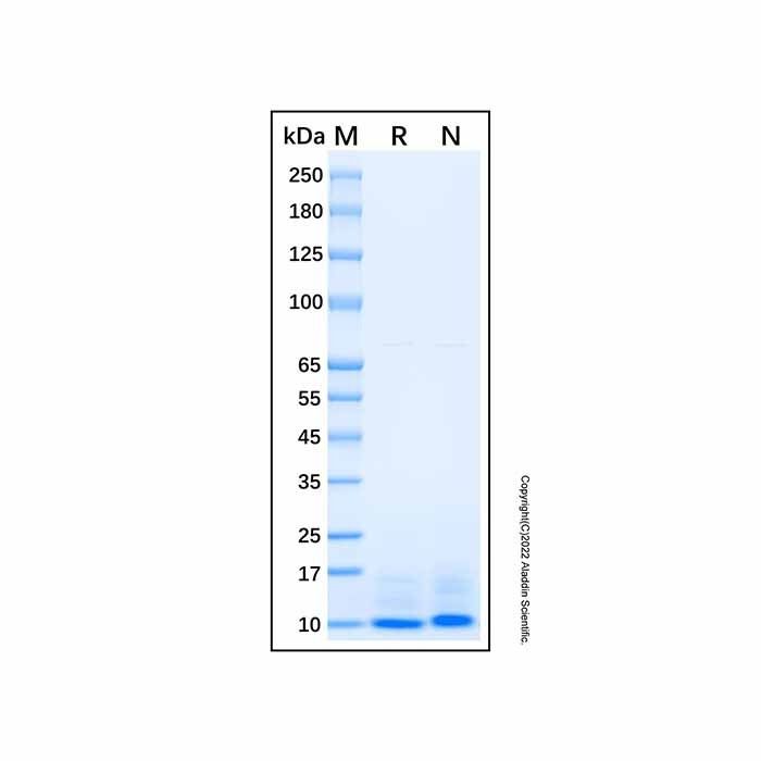 Recombinant Mouse CXCL2 Protein