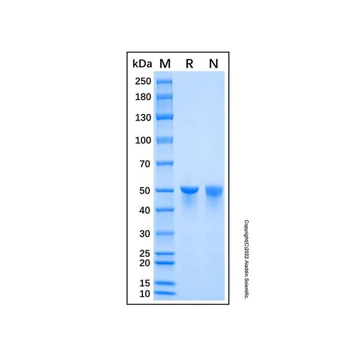 Recombinant Human 6-Phosphogluconate Dehydrogenase/PGD Protein