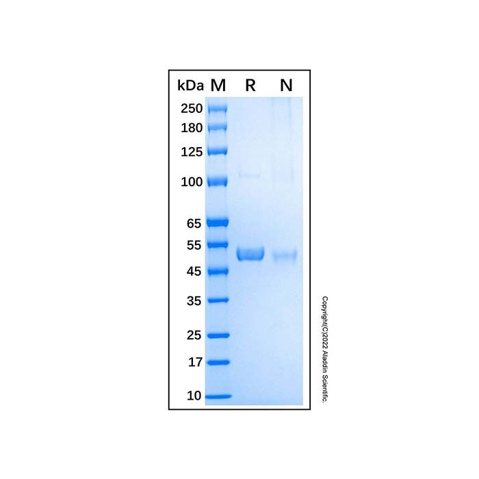 Recombinant Human Aurora A Protein