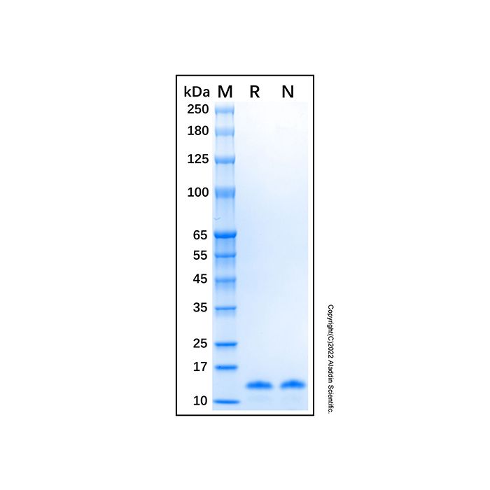 Recombinant Human Caveolin-1 Protein