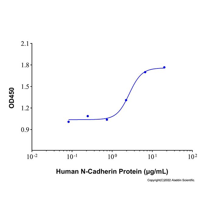 Recombinant Human N-Cadherin Protein