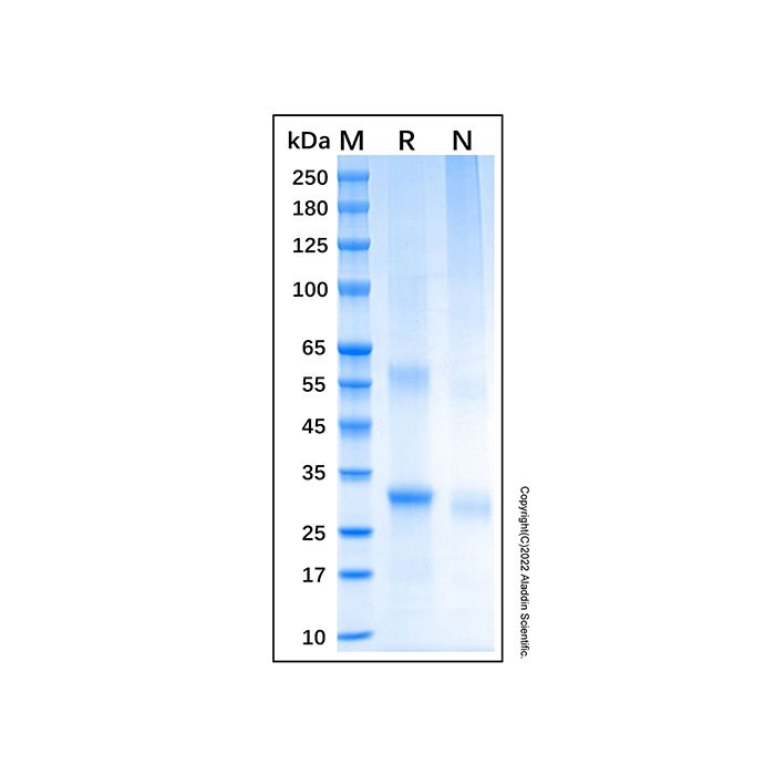Recombinant Human NLRP3 Protein