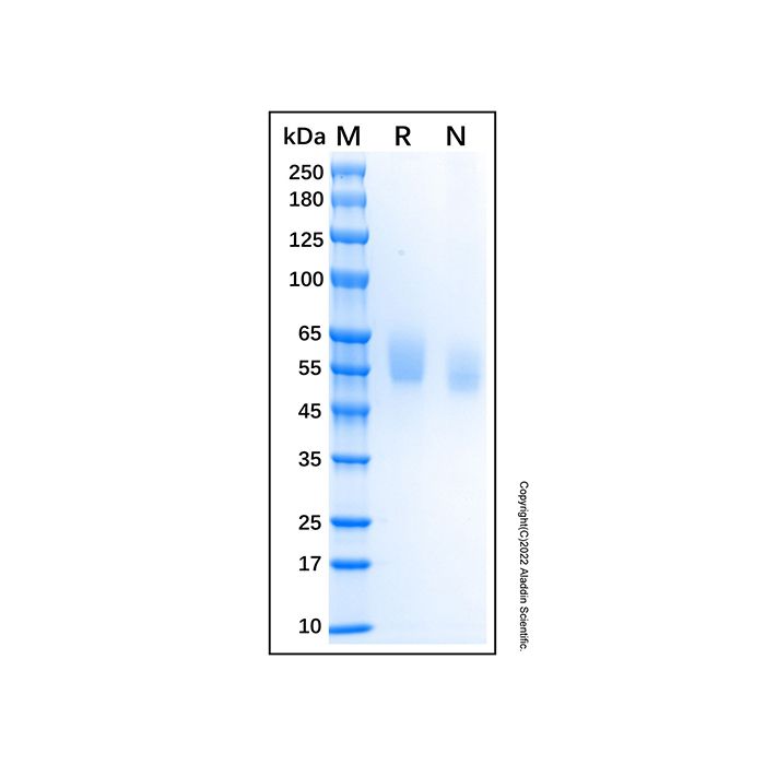 Recombinant Human Tyro3/Dtk Protein