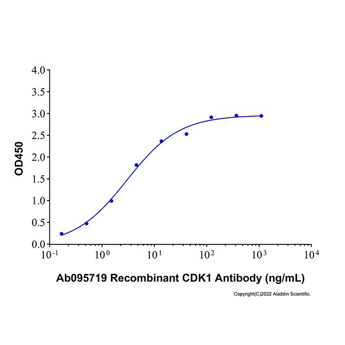 Recombinant Human CDK1 Protein