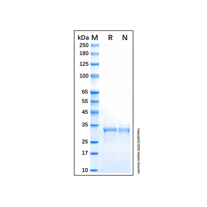 Recombinant Human CDK4 Protein