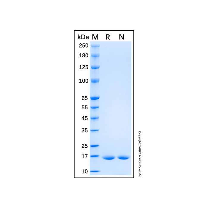 Recombinant Baker's yeast Sumo Protein