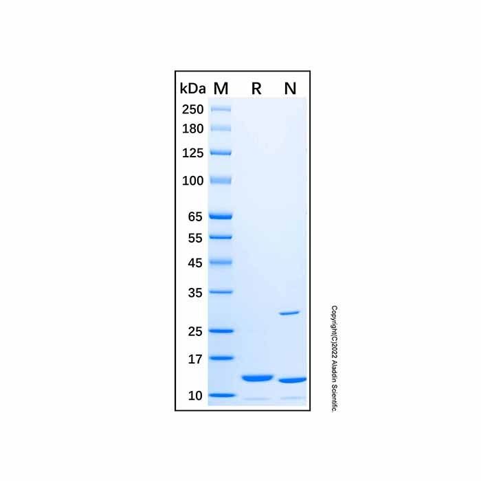 Recombinant Rat Leptin Protein