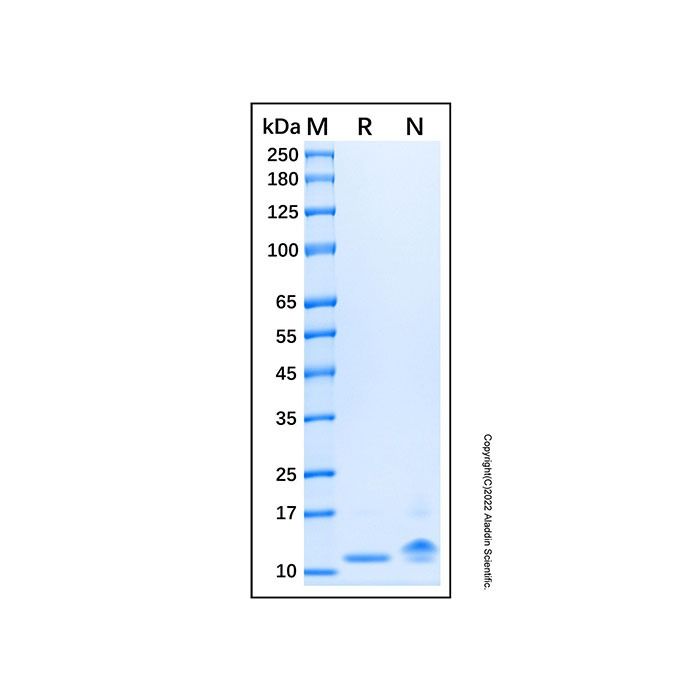 Recombinant Porcine IL-8/CXCL8 Protein
