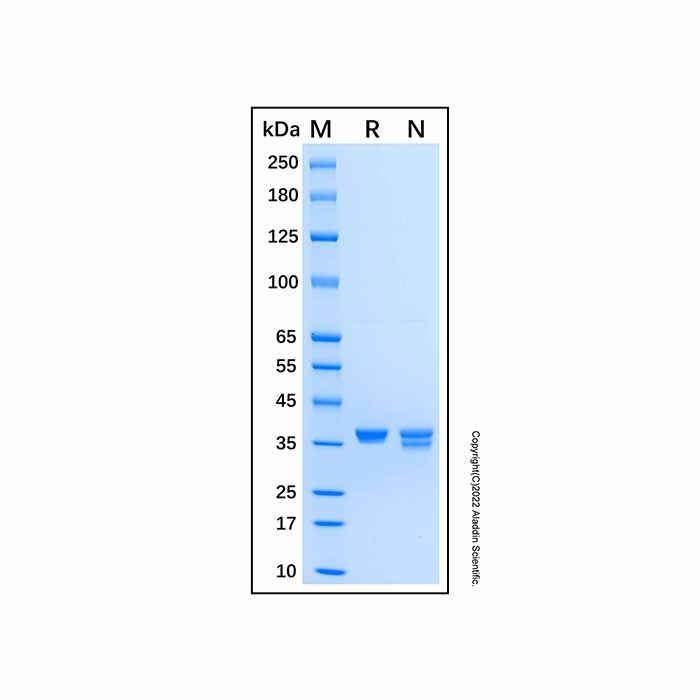 Recombinant Human DEP-1/CD148 Protein