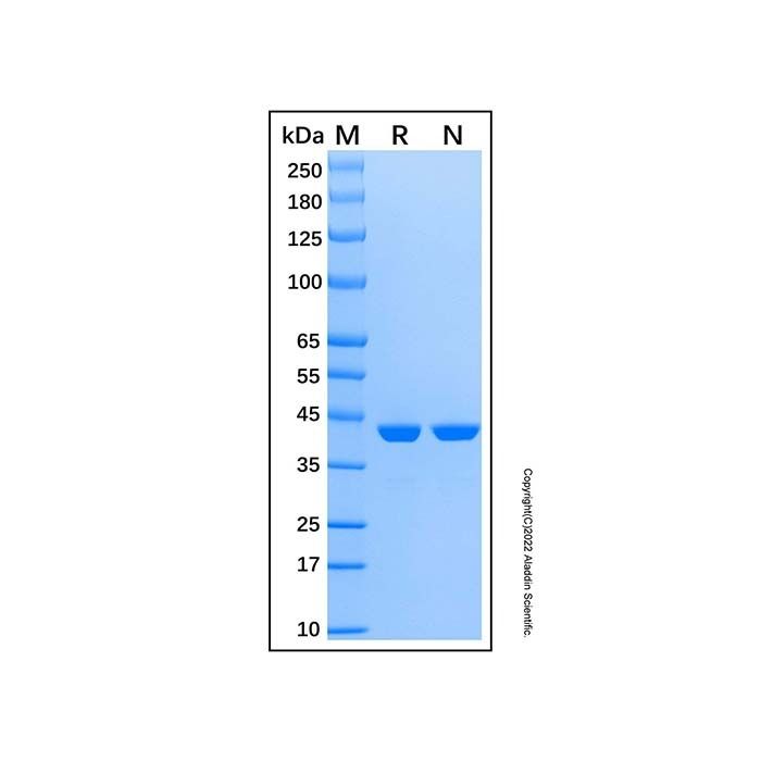 Recombinant Human CSNK2A2 Protein