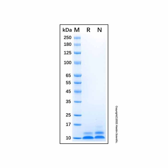Recombinant Human beta Defensin 5 Protein
