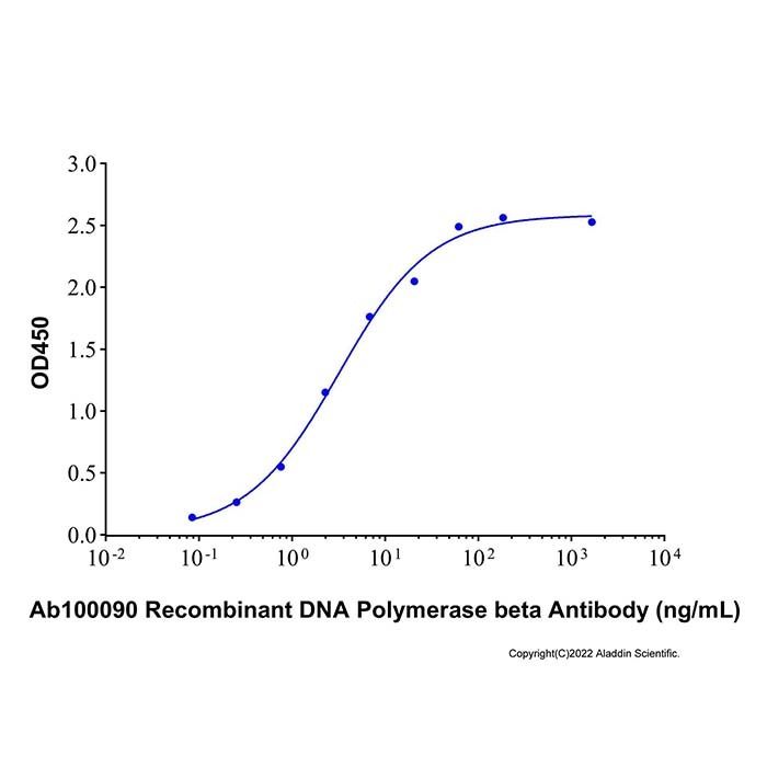 Recombinant Human DNA Polymerase Beta Protein
