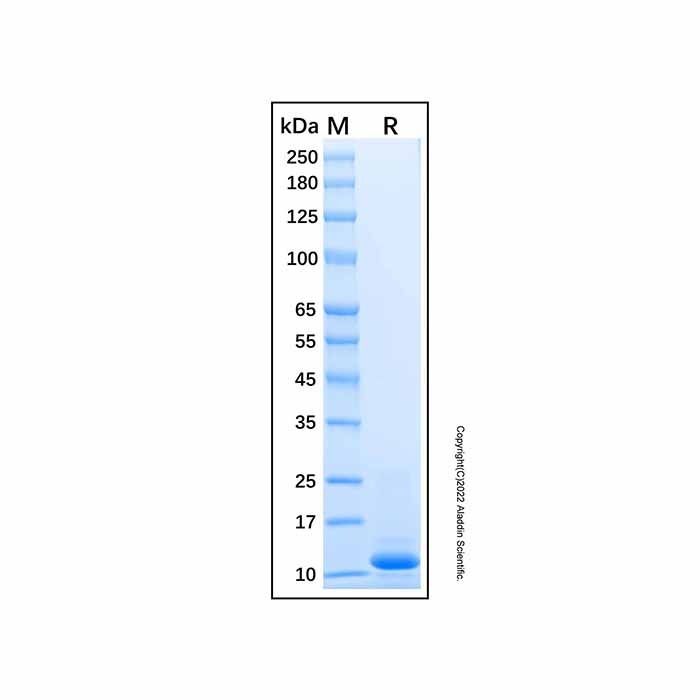 Recombinant Human Dynein Protein