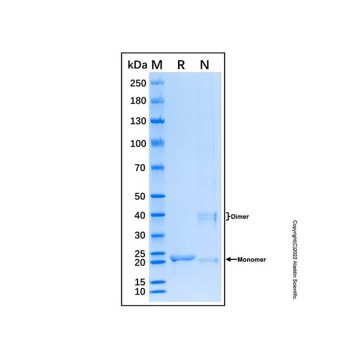 Recombinant Human Proteasome subunit beta type 2/PSMB2 Protein