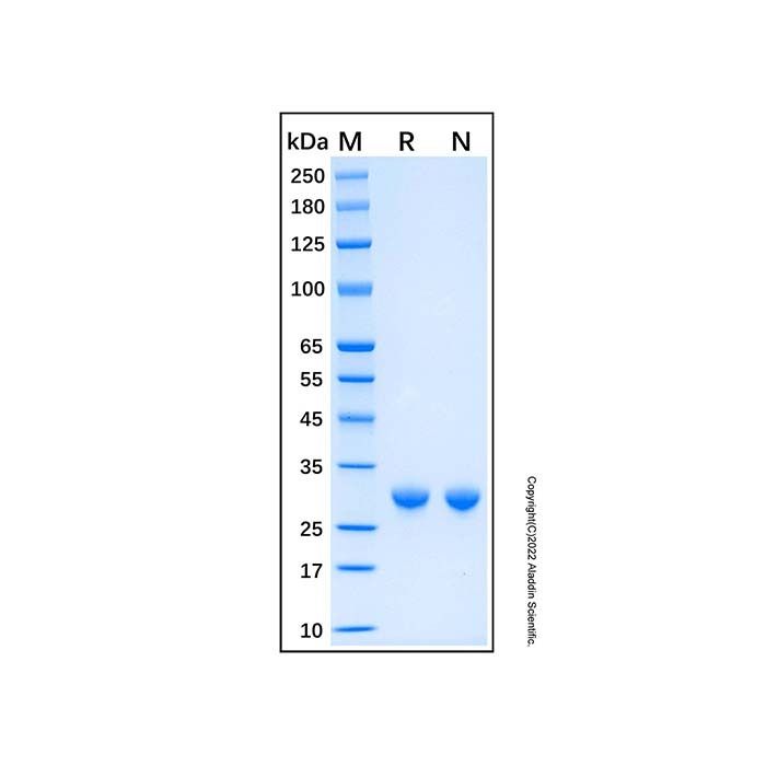 Recombinant Human KCNIP3 Protein