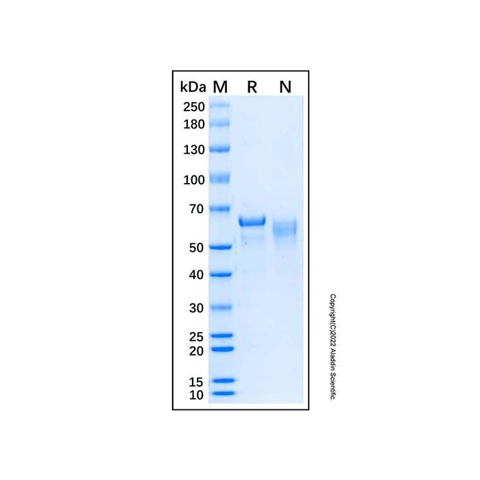 Recombinant Human SMAD4 Protein