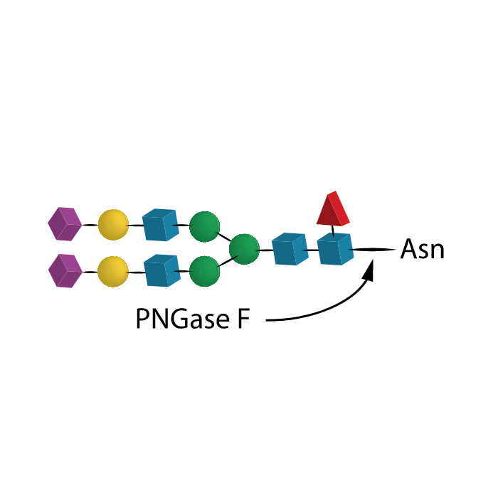Recombinant PNGase F
