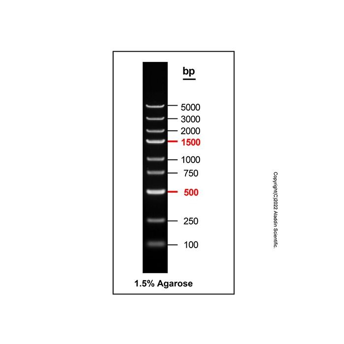 Gelred-prestained DNA Ladder (100-5000bp)