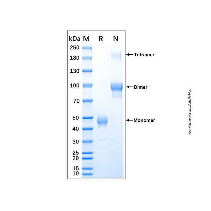 Recombinant Human Activin RIB/ALK-4 Protein
