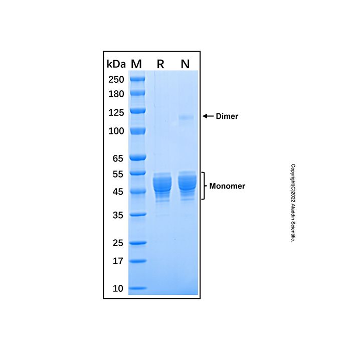 Recombinant Human Serpin A1/alpha-1-Antitrypsin Protein