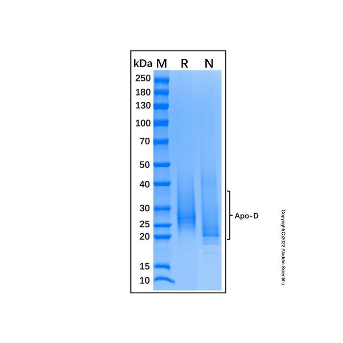 Recombinant Human Apo-D Protein