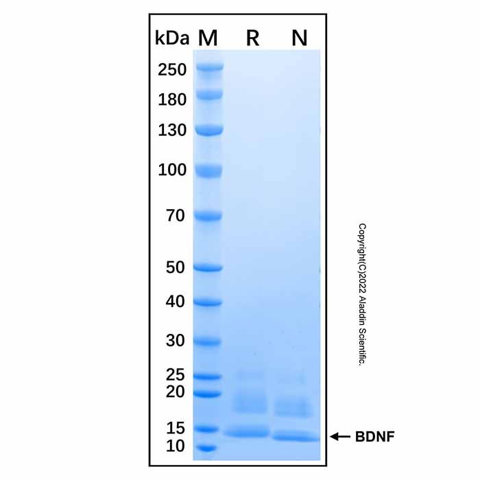 Recombinant Human BDNF GMP Protein