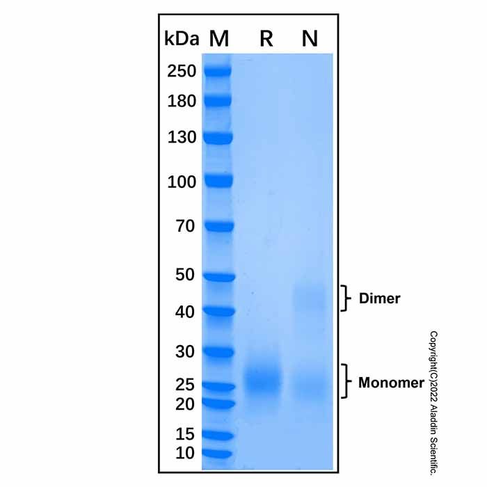 Recombinant Human BMPR-IA/ALK-3 Protein