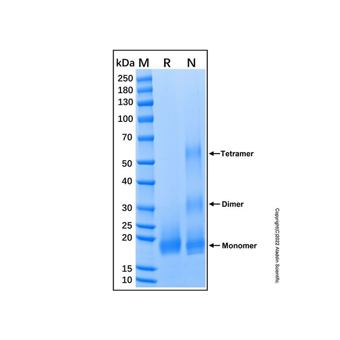 Recombinant Human BMPR-IB/ALK-6 Protein