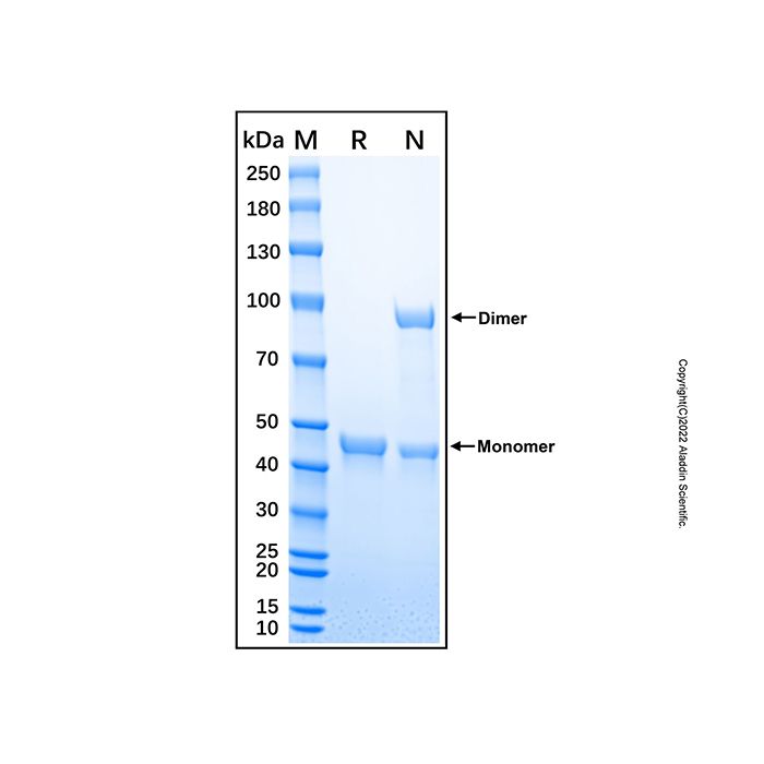 Recombinant Human Cathepsin E Protein