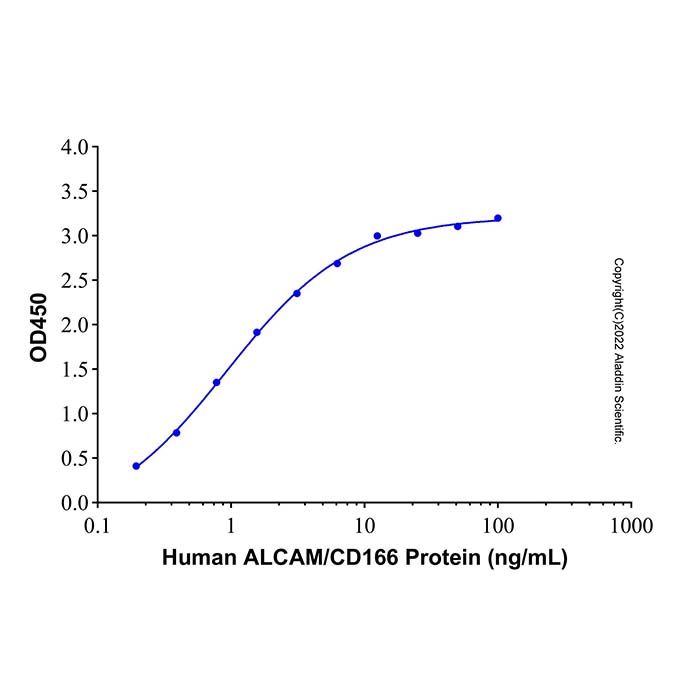 Recombinant Human ALCAM/CD166 Protein
