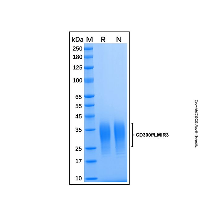 Recombinant Human CD300f/LMIR3 Protein