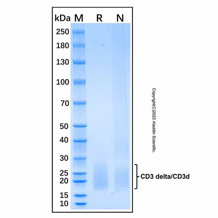 Recombinant Human CD3 delta/CD3d Protein