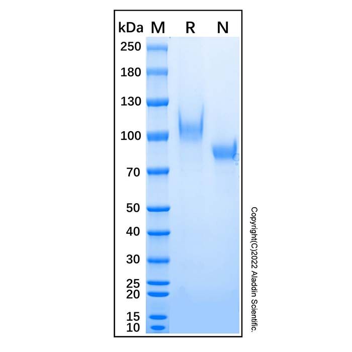 Recombinant Human C1qR1/CD93 Protein
