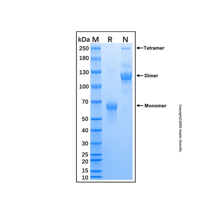 Recombinant Human DC-SIGNR/CD299 Protein
