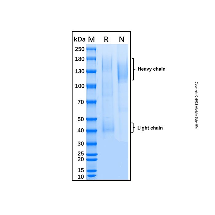 Recombinant Human Enteropeptidase/Enterokinase Protein