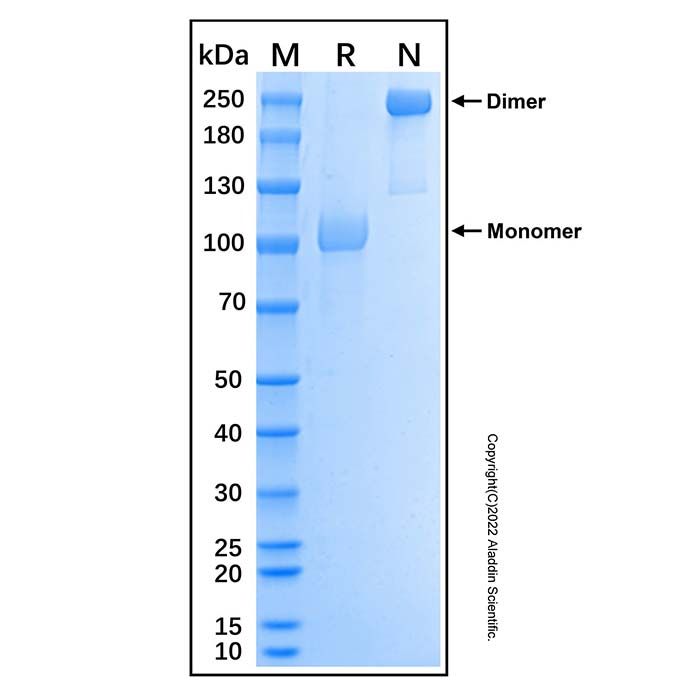Recombinant Human EphB2 Protein
