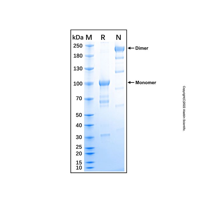 Recombinant Human EphA8 Protein